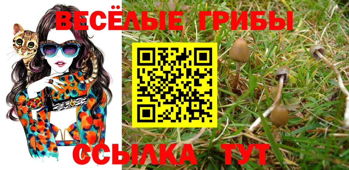 Галлюциногенные грибы Cubensis  Галлюциногенные грибы Psilocybine cubensis  Вход с VPN  Чистополь 